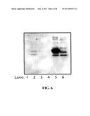 14-3-3 ETA Antibodies and Uses Thereof for the Diagnosis and Treatment of Arthritis diagram and image