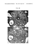 Facilitation of Oocyte, Zygote and Pre-Implantation Embryo Maturation diagram and image