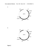 RECOMBINANT MODIFIED VACCINIA VIRUS MEASLES VACCINE diagram and image