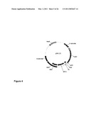 RECOMBINANT MODIFIED VACCINIA VIRUS MEASLES VACCINE diagram and image