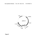 RECOMBINANT MODIFIED VACCINIA VIRUS MEASLES VACCINE diagram and image