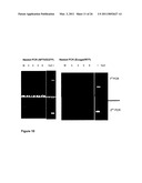 RECOMBINANT MODIFIED VACCINIA VIRUS MEASLES VACCINE diagram and image