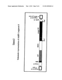 Recombinant Double-Stranded RNA Phage, and Use of the Same diagram and image