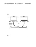 HYPOALLERGENIC HYBRID PROTEINS OF MAJOR GROUP 1 AND 2 MITE ALLERGENS FOR USE IN THE TREATMENT OF ALLERGIES diagram and image