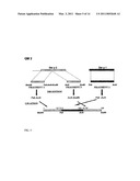 HYPOALLERGENIC HYBRID PROTEINS OF MAJOR GROUP 1 AND 2 MITE ALLERGENS FOR USE IN THE TREATMENT OF ALLERGIES diagram and image