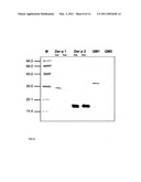 HYPOALLERGENIC HYBRID PROTEINS OF MAJOR GROUP 1 AND 2 MITE ALLERGENS FOR USE IN THE TREATMENT OF ALLERGIES diagram and image