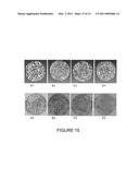 CERAMIC SCAFFOLDS FOR BONE REPAIR diagram and image