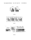 METHODS FOR MODULATING DE NOVO HEPATIC LIPOGENESIS BY MODULATING XBP-1 ACTIVITY diagram and image