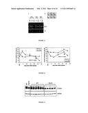 METHODS FOR MODULATING DE NOVO HEPATIC LIPOGENESIS BY MODULATING XBP-1 ACTIVITY diagram and image