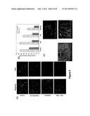 TREATMENTS OF DISEASE OR DISORDERS USING NANOPARTICLES FOR FOCUSED HYPERTHERMIA TO INCREASE THERAPY EFFICACY diagram and image