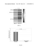 MODULATION OF SRPX2-MEDIATED ANGIOGENESIS diagram and image