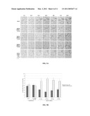 MODULATION OF SRPX2-MEDIATED ANGIOGENESIS diagram and image