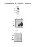 MODULATION OF SRPX2-MEDIATED ANGIOGENESIS diagram and image