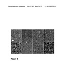 BETA-CASEIN ASSEMBLIES FOR MUCOSAL DELIVERY OF THERAPEUTIC BIOACTIVE AGENTS diagram and image