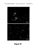 BETA-CASEIN ASSEMBLIES FOR MUCOSAL DELIVERY OF THERAPEUTIC BIOACTIVE AGENTS diagram and image