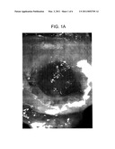 CARTILAGE COMPOSITION AND PROCESS FOR PRODUCING THE CARTILAGE COMPOSITION diagram and image