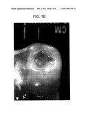 CARTILAGE COMPOSITION AND PROCESS FOR PRODUCING THE CARTILAGE COMPOSITION diagram and image