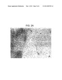 CARTILAGE COMPOSITION AND PROCESS FOR PRODUCING THE CARTILAGE COMPOSITION diagram and image