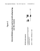 DNA Glycosylase/Lyase and AP Endonuclease substrates diagram and image