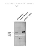 METHOD FOR ENZYMATIC SYNTHESIS OF CHEMICALLY MODIFIED RNA diagram and image