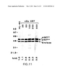 DNA DAMAGING AGENTS IN COMBINATION WITH TYROSINE KINASE INHIBITORS diagram and image