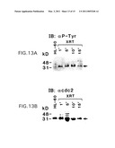 DNA DAMAGING AGENTS IN COMBINATION WITH TYROSINE KINASE INHIBITORS diagram and image