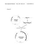 MICROORGANISM PRODUCING O-ACETYL-HOMOSERINE AND THE METHOD OF PRODUCING O-ACETYL-HOMOSERINE USING THE MICROORGANISM diagram and image