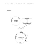 MICROORGANISM PRODUCING O-ACETYL-HOMOSERINE AND THE METHOD OF PRODUCING O-ACETYL-HOMOSERINE USING THE MICROORGANISM diagram and image