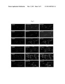 Multipotent Cancer Stem Cell Lines and Method for Producing the Same diagram and image