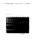 DETECTION METHODS OF PROTEINS ON POLYACRYLAMIDE GELS USING GEL BACKGROUND STAINING AND ORGANIC DYE COMPOSITIONS FOR THE SAME diagram and image