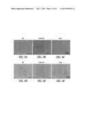 E-SELECTIN COMPOSITIONS AND USE THEREOF FOR INDUCING E-SELECTIN TOLERANCE diagram and image