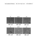 E-SELECTIN COMPOSITIONS AND USE THEREOF FOR INDUCING E-SELECTIN TOLERANCE diagram and image