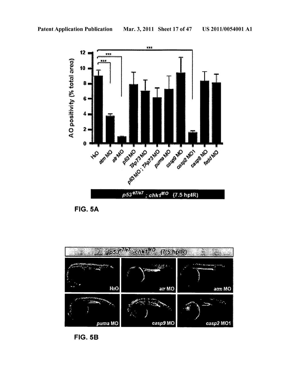 CHK1 SUPPRESSES A CASPASE-2 APOPTOTIC RESPONSE TO DNA DAMAGE THAT BYPASSES P53, BCL-2 AND CASPASE-3 - diagram, schematic, and image 18