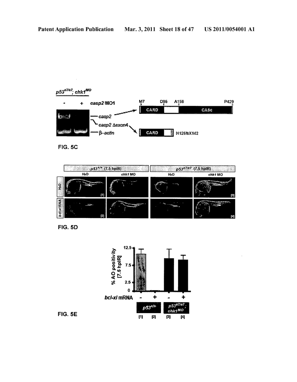 CHK1 SUPPRESSES A CASPASE-2 APOPTOTIC RESPONSE TO DNA DAMAGE THAT BYPASSES P53, BCL-2 AND CASPASE-3 - diagram, schematic, and image 19