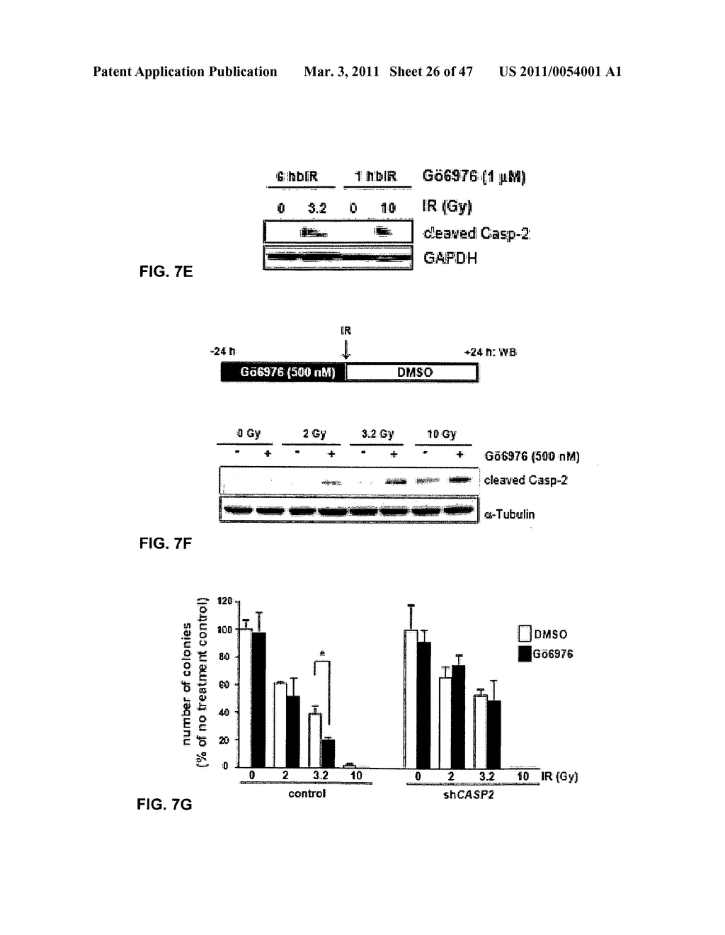 CHK1 SUPPRESSES A CASPASE-2 APOPTOTIC RESPONSE TO DNA DAMAGE THAT BYPASSES P53, BCL-2 AND CASPASE-3 - diagram, schematic, and image 27