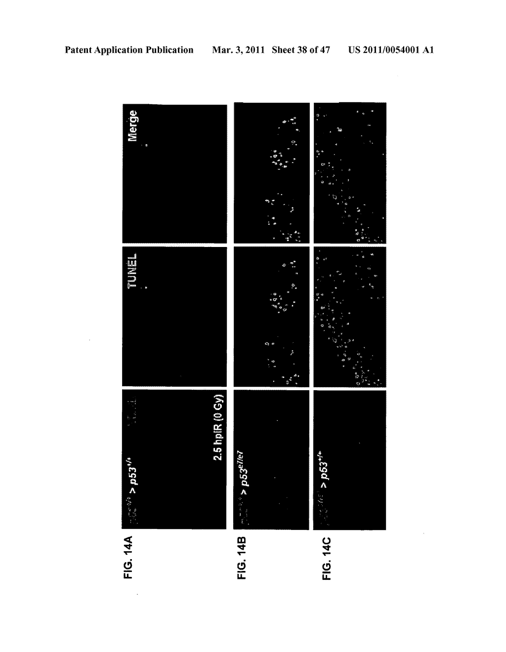 CHK1 SUPPRESSES A CASPASE-2 APOPTOTIC RESPONSE TO DNA DAMAGE THAT BYPASSES P53, BCL-2 AND CASPASE-3 - diagram, schematic, and image 39