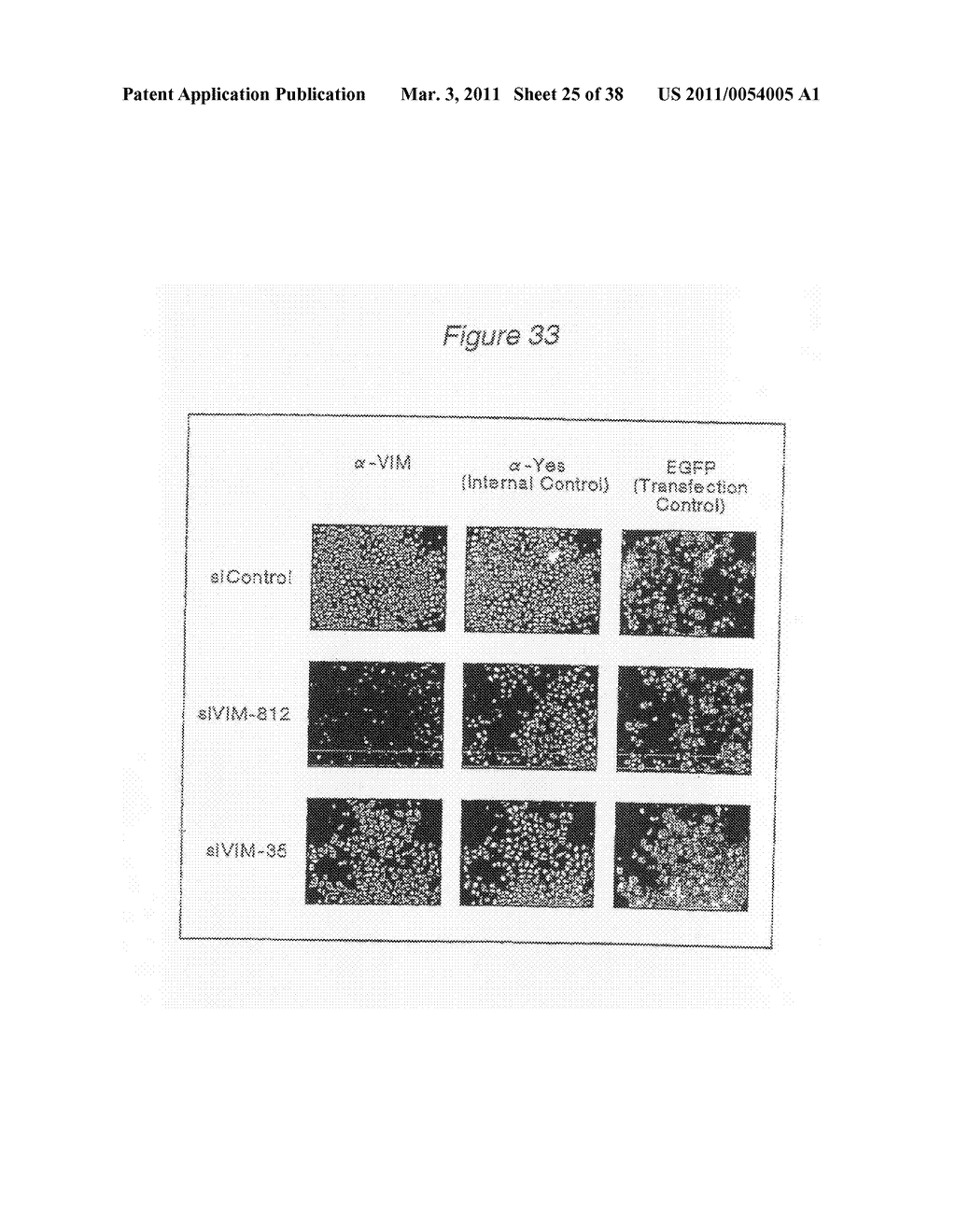 Polynucleotides for causing RNA interference and method for inhibiting gene expression using the same - diagram, schematic, and image 26