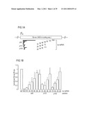 RNA INTERFERENCE MEDIATING SMALL RNA MOLECULES diagram and image