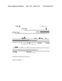 RNA INTERFERENCE MEDIATING SMALL RNA MOLECULES diagram and image