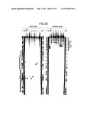 RNA INTERFERENCE MEDIATING SMALL RNA MOLECULES diagram and image