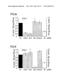 RNA INTERFERENCE MEDIATING SMALL RNA MOLECULES diagram and image