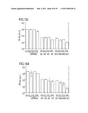 RNA INTERFERENCE MEDIATING SMALL RNA MOLECULES diagram and image