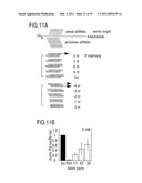 RNA INTERFERENCE MEDIATING SMALL RNA MOLECULES diagram and image