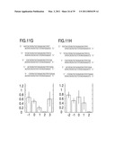 RNA INTERFERENCE MEDIATING SMALL RNA MOLECULES diagram and image