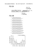 RNA INTERFERENCE MEDIATING SMALL RNA MOLECULES diagram and image