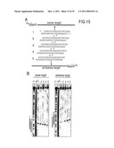 RNA INTERFERENCE MEDIATING SMALL RNA MOLECULES diagram and image