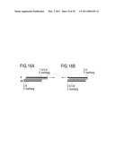 RNA INTERFERENCE MEDIATING SMALL RNA MOLECULES diagram and image