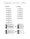 RNA INTERFERENCE MEDIATING SMALL RNA MOLECULES diagram and image