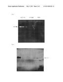 NEAR INFRARED FLUORESCENT IMAGING AGENT diagram and image