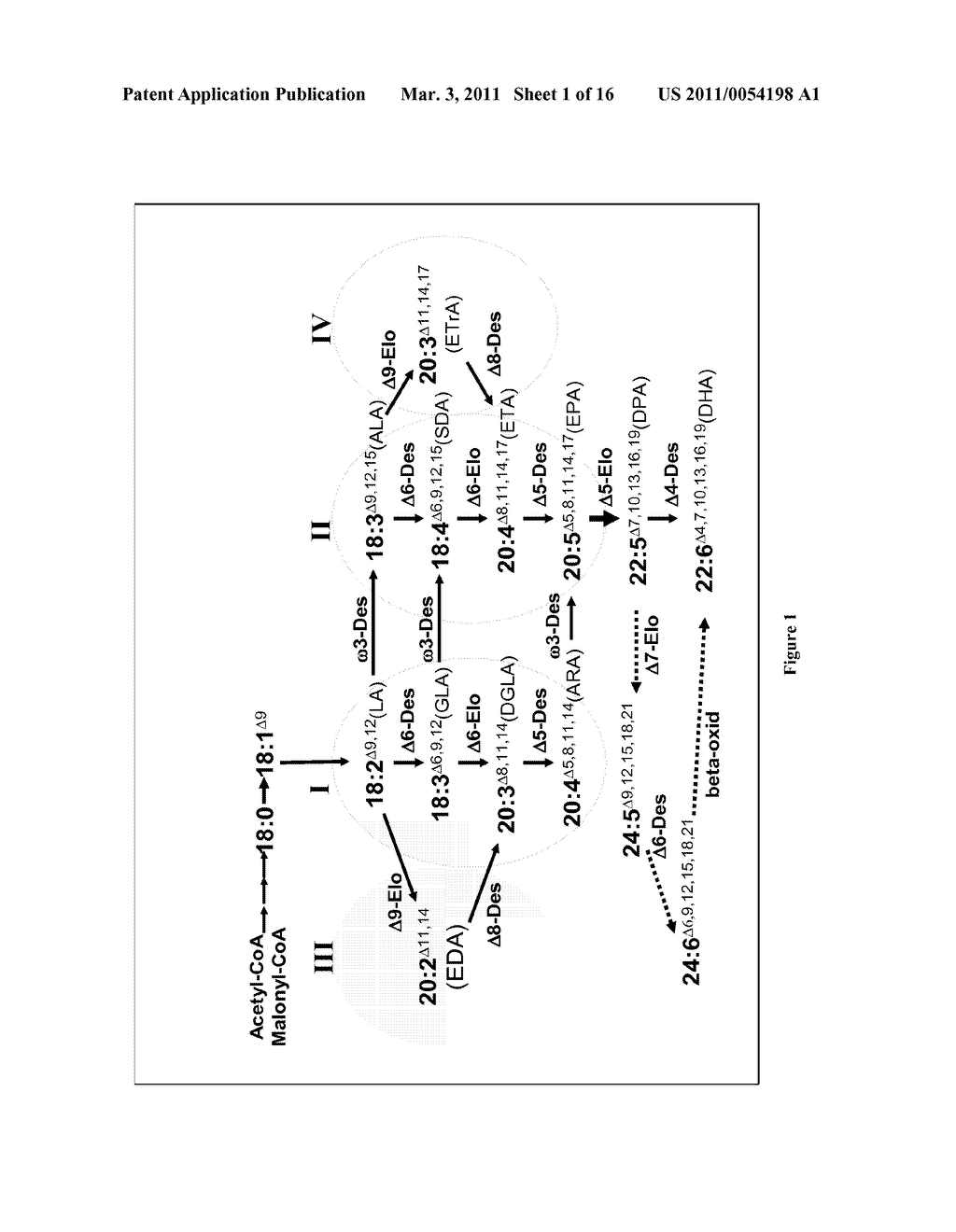 SYNTHESIS OF LONG-CHAIN POLYUNSATURATED FATTY ACIDS BY RECOMBINANT CELLS - diagram, schematic, and image 02